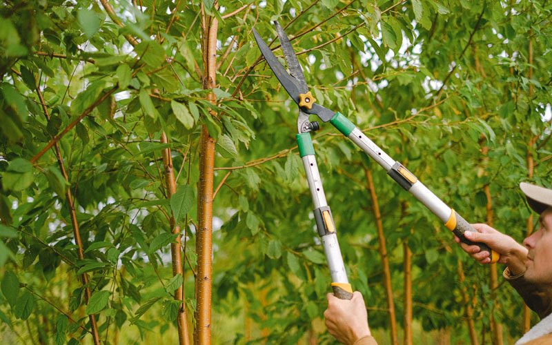 Tree trimming in Fanshawe, OK