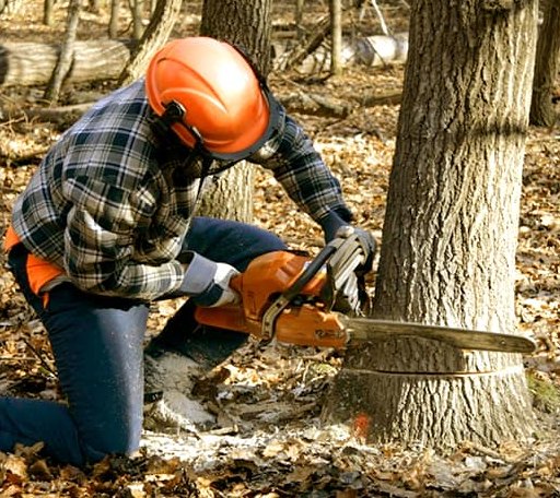 Tree Removal in Fanshawe, OK